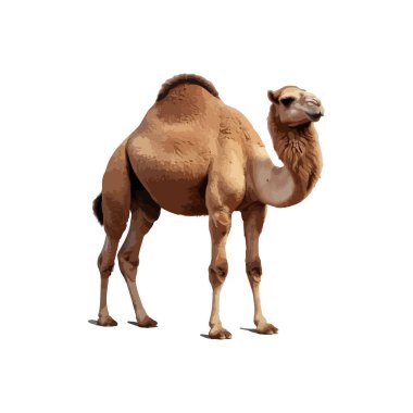 Beyaz arka plan üzerinde izole deve