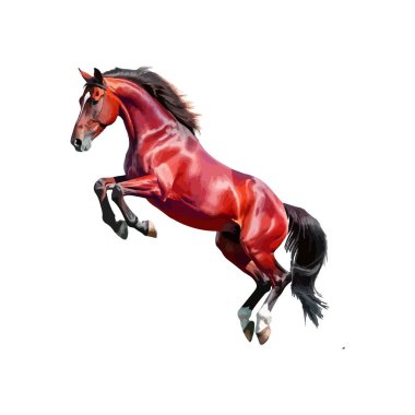 Beyaz arka planda koşan at