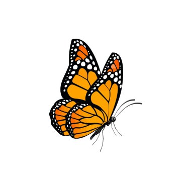 Kelebek vektör resimleme tasarımı