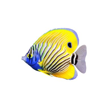 peces tropicales aislados sobre fondo blanco