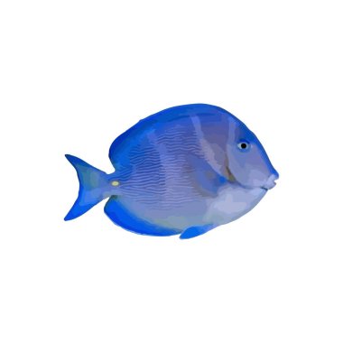 Akvaryumdaki mavi balık