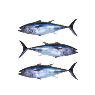 Uskumru beyaz arkaplanda izole edildi