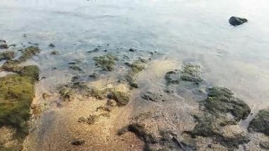 Serene Okyanusu Dalgaları Kıyı Kayalıklarına ve Yeşil Yosun 'a nazikçe vuruyor