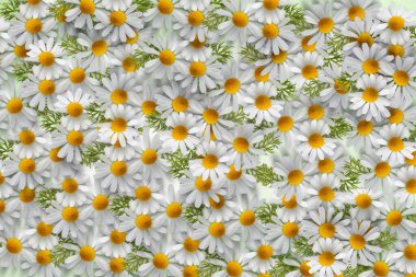 Merhaba pazar. Poster, kart, el ilanı, afiş, kartpostal için illüstrasyon..