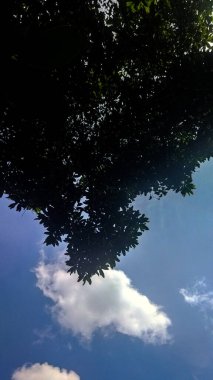 Ormanda ağaç yaprakları