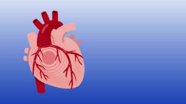 İnsan kalbi anatomisi 3 boyutlu illüstrasyon