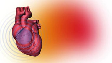 İnsan kalbi anatomisi modeli