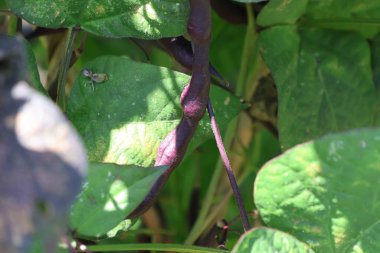 Ağaç dallarındaki siyah fasulyeler.