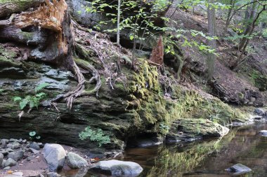 Nehirleri, kaya duvarları, yosunları ve taşları olan güzel bir manzara.