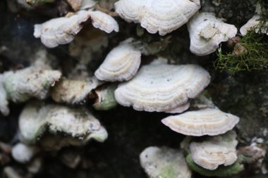 Ormandaki devrilmiş bir ağaç gövdesinden çıkan mantarların yakın plan fotoğrafı..