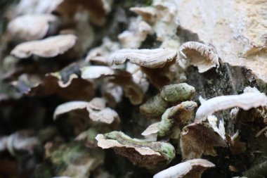 Ormandaki devrilmiş bir ağaç gövdesinden çıkan mantarların yakın plan fotoğrafı..