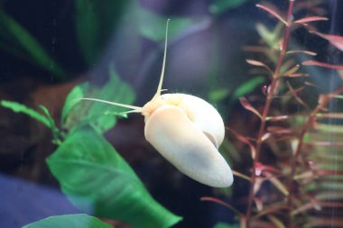 Akvaryum duvarında sürünen beyaz bir su altı salyangozu..