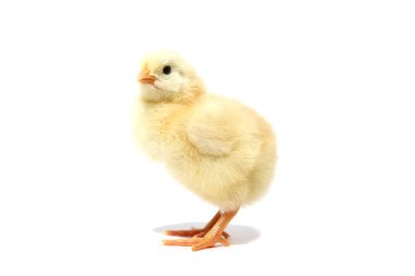 Hatun beyaz arkaplanda izole edildi