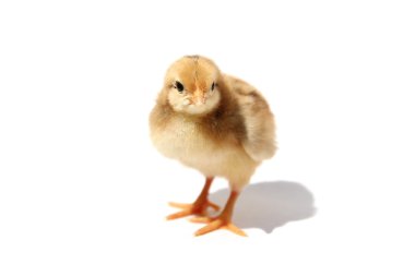 Hatun beyaz arkaplanda izole edildi