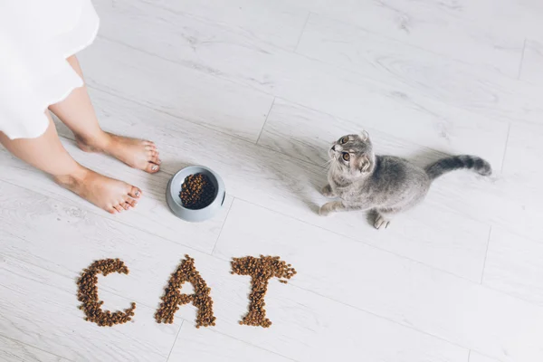 Κορίτσι γάτα σίτιση γκρι — Φωτογραφία Αρχείου