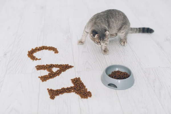 Chat gris par bol de nourriture — Photo