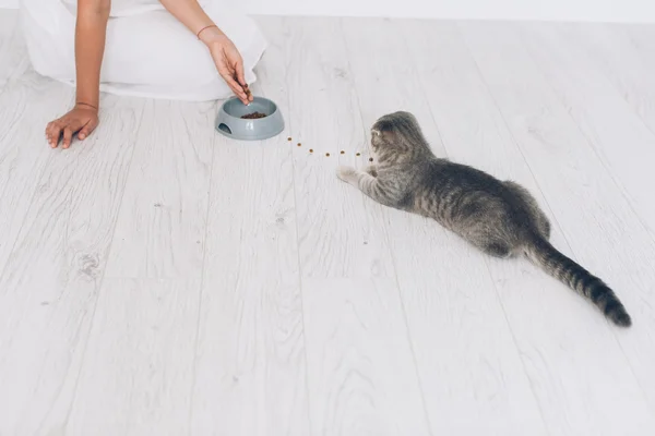 Girl feeding grey cat