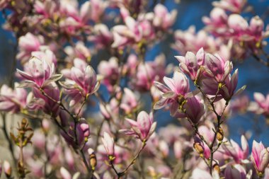 Pembe Manolya çiçek açan