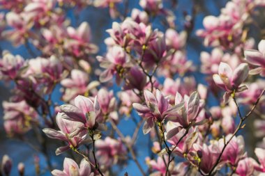 Pembe Manolya çiçek açan