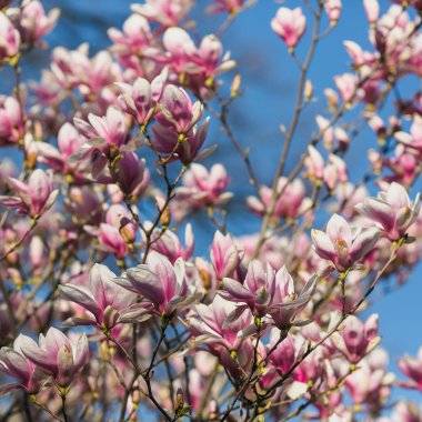 Pembe Manolya çiçek açan
