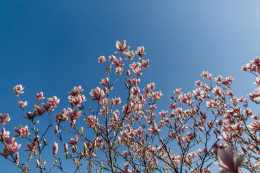 Pembe Manolya çiçek açan