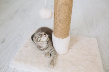 Mesajını tırmalamak üzerinde oturan kitty