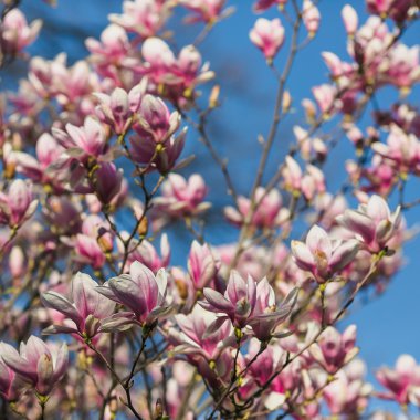 Pembe Manolya çiçek açan