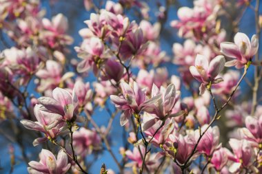 Pembe Manolya çiçek açan