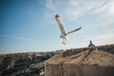 Roma'nın güzel martı