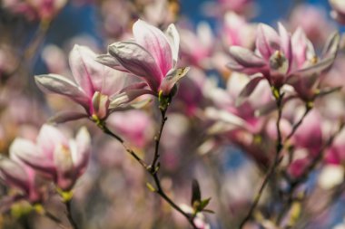 Pembe Manolya çiçek açan
