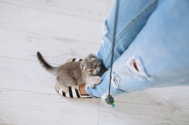 Gri kedi ile oynarken kız