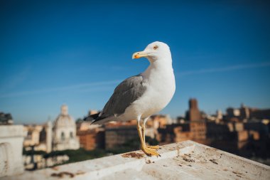 Roma'nın güzel martı
