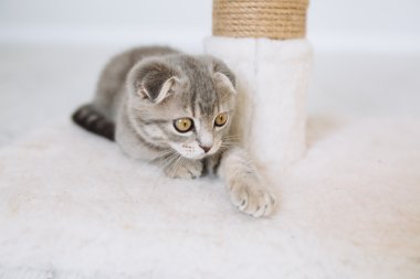 Mesajını tırmalamak üzerinde oturan kitty