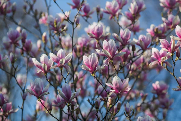 Bloeiende roze magnolia — Stockfoto