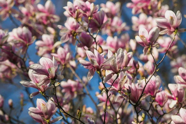 Bloeiende roze magnolia — Stockfoto