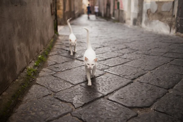 sokakta yürüyen kedi