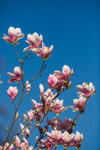 Blühende rosa Magnolie — Stockfoto