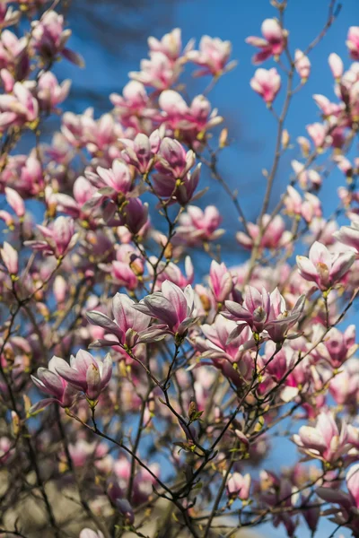 Bloeiende roze magnolia — Stockfoto