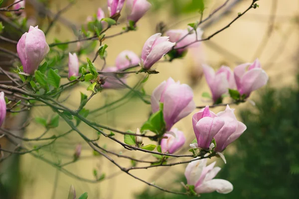 Magnolia boom bloesem — Stockfoto