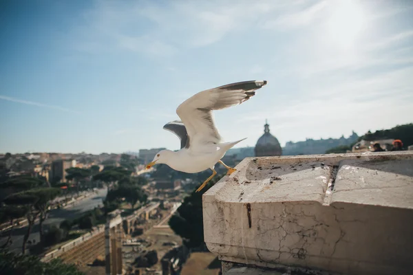 Красиві Чайка у Римі — стокове фото