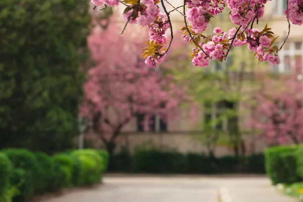 magnolia tree blossom