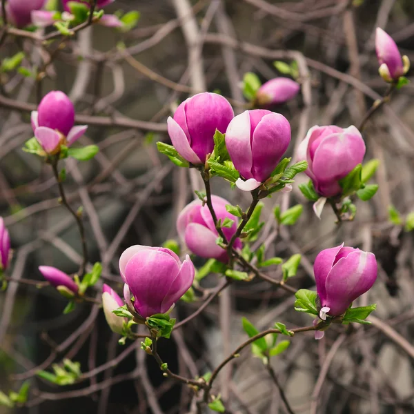 Bloeiende roze magnolia — Stockfoto