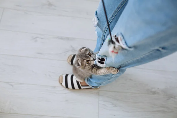 Menina brincando com gato cinza — Fotografia de Stock