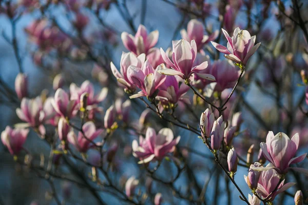 Bloeiende roze magnolia — Stockfoto