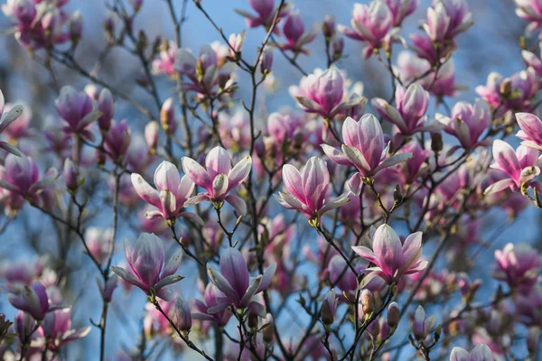 Bloeiende roze magnolia — Stockfoto