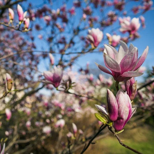 Bloeiende roze magnolia — Stockfoto