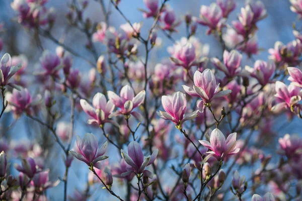 Bloeiende roze magnolia — Stockfoto