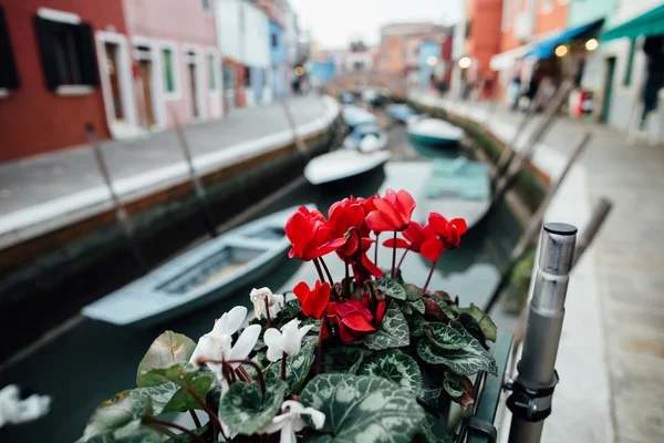 Schöne rote Blumen — Stockfoto