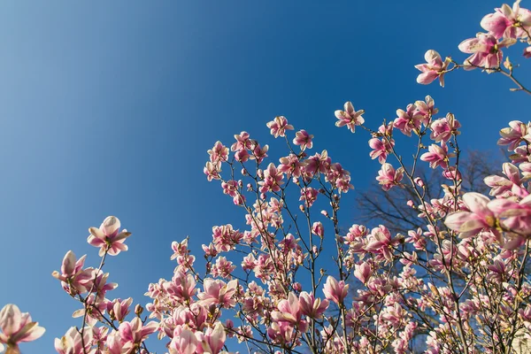 Bloeiende roze magnolia — Stockfoto