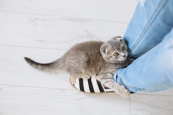 Gri kedi ile oynarken kız